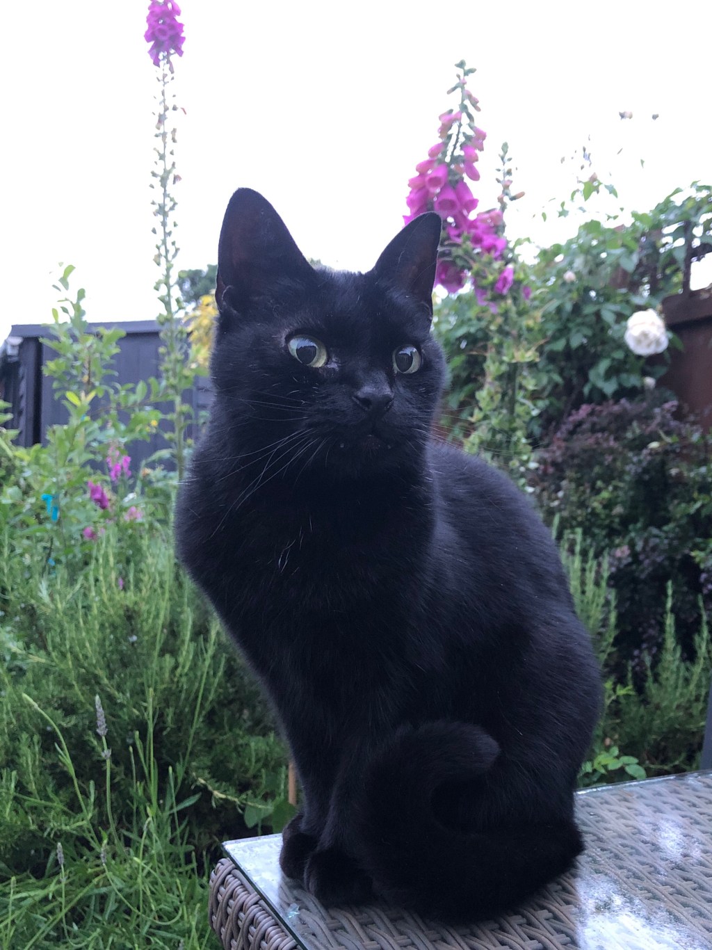 Vivre avec un chat&nbsp;allergique